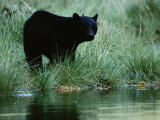 Black Bear (Ursus Americanus) Photographic Print by Raymond Gehman