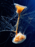 Lions Mane Jellyfish Lámina fotográfica por George Grall Lions Mane Jellyfish Lámina fotográfica por George Grall