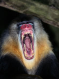 A Captive Mandrill Bares its Teeth in Warning Lámina fotográfica