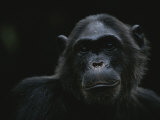 Portrait of the Chimpanzee Fifi Photographie par Michael Nichols