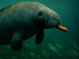 A West Indian Manatee Eats a Carrot Photographic Print by Sartore & Stancampiano 