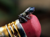 Tungara Frog Perched on a Standard-Sized Pencil Eraser Photographic Print by George Grall