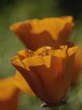 Close View of California Poppies Photographic Print by Marc Moritsch