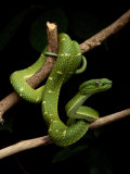 A Yellow-Lined Palm Viper Photographie par George Grall