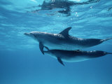A Pair of Spotted Dolphins Photographic Print by Wolcott Henry