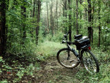 Vélo sur un sentier de forêt Photographie par Al Petteway