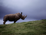 Northern White Rhinoceros Photographie par Michael Nichols