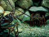 Spiny Lobsters Confront One Another over Territory Photographic Print by George Grall