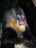 A captive mandrill (Papio sphinx) shows its teeth in warning Lámina fotográfica