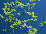 New Spring Foliage Leafing out on a Tree Branch Photographic Print by Raymond Gehman