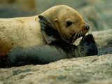 A Steller Sea Lion Cow Exchanges a Kiss with Her Pup Photographic Print by Joel Sartore