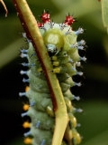 A Cecropia Moth Caterpillar Crawls Along a Stem Photographic Print by George Grall