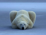 Norbert Rosing - Polar Bear - Fotografik Baskı Norbert Rosing - Polar Bear - Fotografik Baskı