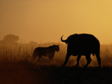 A Lioness Confronts a Cape Buffalo Photographie par Beverly Joubert