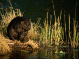 A Beaver Perches on the Waters Edge Near Quabbin Reservoir Photographic Print by Tim Laman