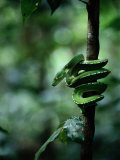 Green Tree Python (Chondropython Viridis) Fotografisk trykk av Sam Abell Green Tree Python (Chondropython Viridis) Fotografisk trykk av Sam Abell