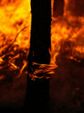 Fire Burns a Ponderosa Pine Forest on the Reservation Photographic Print by Raymond Gehman