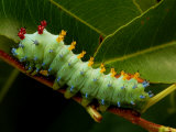 The Caterpillar of a Cecropia Moth Feeds on a Leaf Photographic Print by George Grall