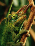 Gros plan d'un caméléon de Jackson Photographie par Chris Johns