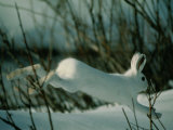 Snowshoe Hare in White Winter Fur Running in the Snow Photographie par Michael S.Quinton