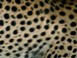 Close up of a Cheetahs Spots Photographic Print by Michael Nichols
