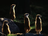 A Group of Captive Meerkats Standing in the Afternoon Sun Fotoprint van Tim Laman A Group of Captive Meerkats Standing in the Afternoon Sun Fotoprint van Tim Laman
