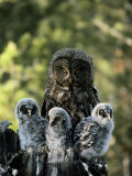 Female Great Gray Owl and Her Three Babies Photographic Print by Michael S. Quinton