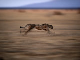 An African Cheetah Chases Prey on the Okavango Delta Photographic Print by Chris Johns