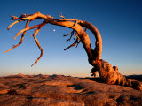 Twilight View of a Jeffrey Pine Tree (Pinus Jeffreyi) Photographic Print by Phil Schermeister