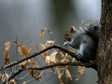 An Eastern Gray Squirrel Has a Meal in the Crotch of a Tree Photographic Print by Chris Johns