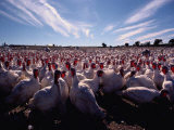 A View of a Mennonite Turkey Farm in Wallenstein Photographic Print by Sam Abell