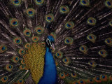 Male Peacock with Display Plummage Photographic Print