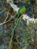 View of a Male Resplendent Quetzal (Pharomachrus Mocinno Costricensis) Photographie par Roy Toft