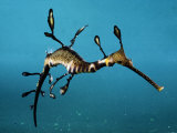 A Weedy Sea Dragon Fotografie-Druck von George Grall