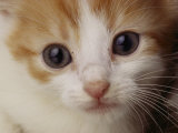 A Close View of a Cat Photographic Print by Michael Nichols