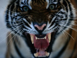 Snarling Tiger Fotoprint van Michael Nichols