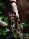 Close View of a Baby Macaque Photographic Print by Mattias Klum