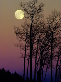 A Full Moon Shines on Winters Leafless Branches Fotografisk tryk af George F. Mobley A Full Moon Shines on Winters Leafless Branches Fotografisk tryk af George F. Mobley