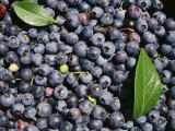 A Pile of Ripe Blueberries with a Few Scattered Leaves Photographic Print by Bill Curtsinger