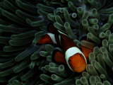 A False Clown Anemonefish Floats Through Sea Anemone Tentacles Photographic Print by Wolcott Henry