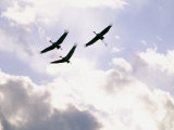 Sandhill Cranes Soar against a Cloudy Sky Photographic Print by Stephen Alvarez