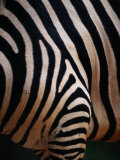 Close up of a Zebras Stripes Photographie par Nick Caloyianis