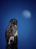 Great Gray Owl (Strix Nebulosa) on a Stump Photographic Print by Michael S. Quinton
