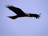 A Portrait of a Flying Hawk Photographic Print by Chris Johns
