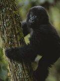 A Young Gorilla Climbs a Tree in the Virunga Mountains of Rwanda Photographic Print by Michael Nichols