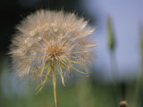 A Close View of a Dandelion Seed Head Photographic Print by Heather Perry