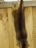 An Abyssinian cat jumps down from a fence Lámina fotográfica por Jason Edwards An Abyssinian cat jumps down from a fence Lámina fotográfica por Jason Edwards
