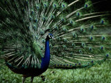A Captive Male Peacock Displays His Feathers Photographic Print by Tim Laman