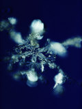 Close-up of a Snowflake Photographic Print by Robert Sisson