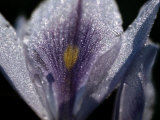 Dew-Ladened Flower Petals Photographic Print by Chris Johns
